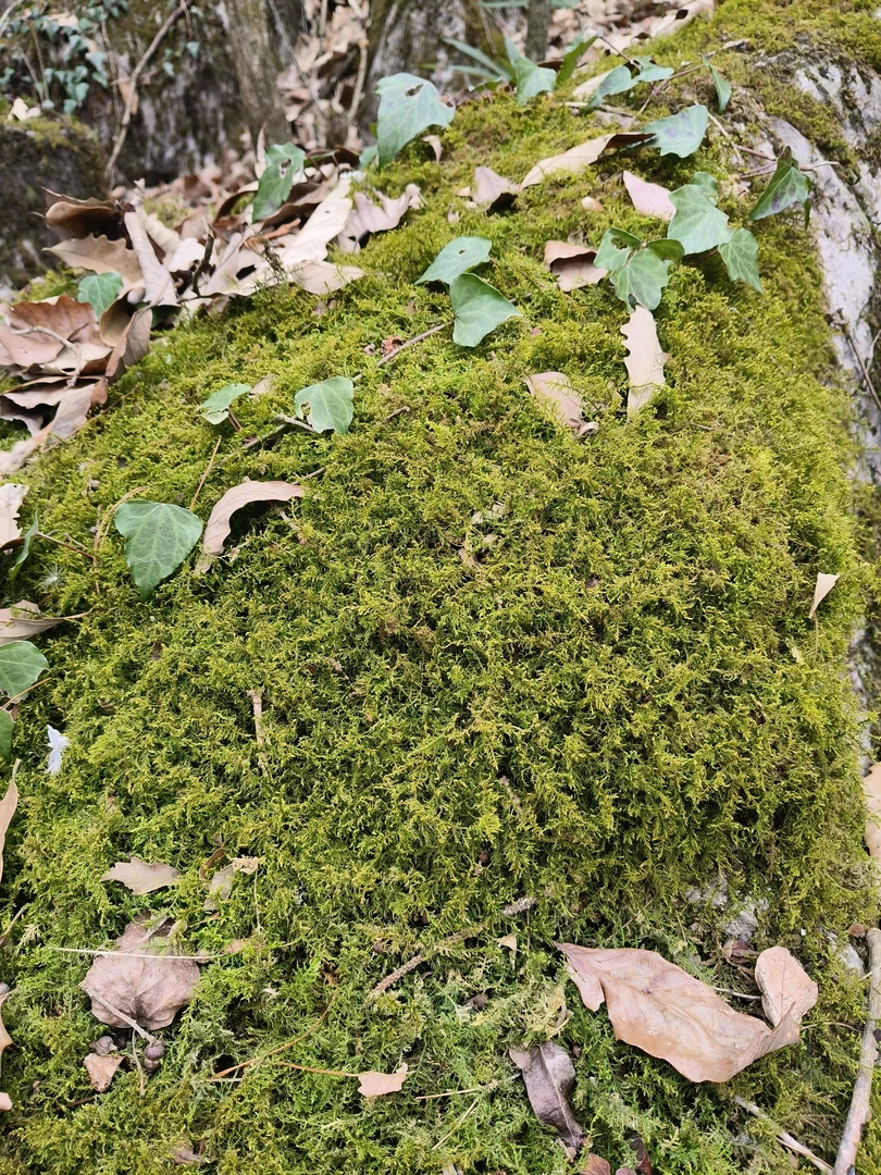 贵州高山，原始森林盘栽青台，