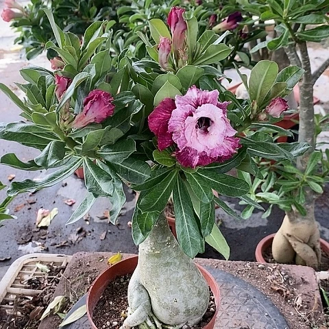 【闪购商品】无花朵芳***3