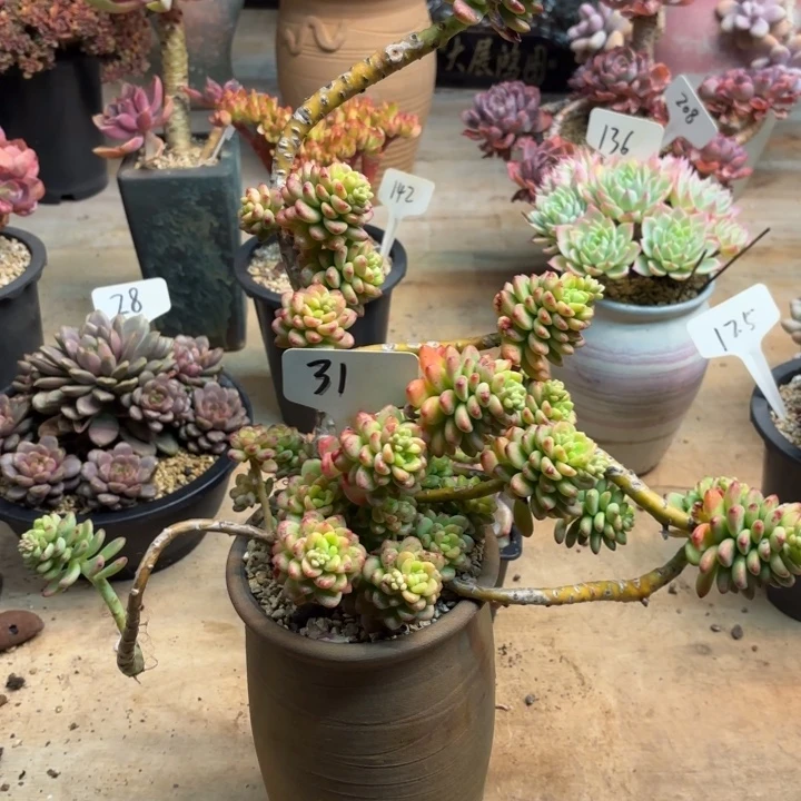 多肉植物，香格里拉31号