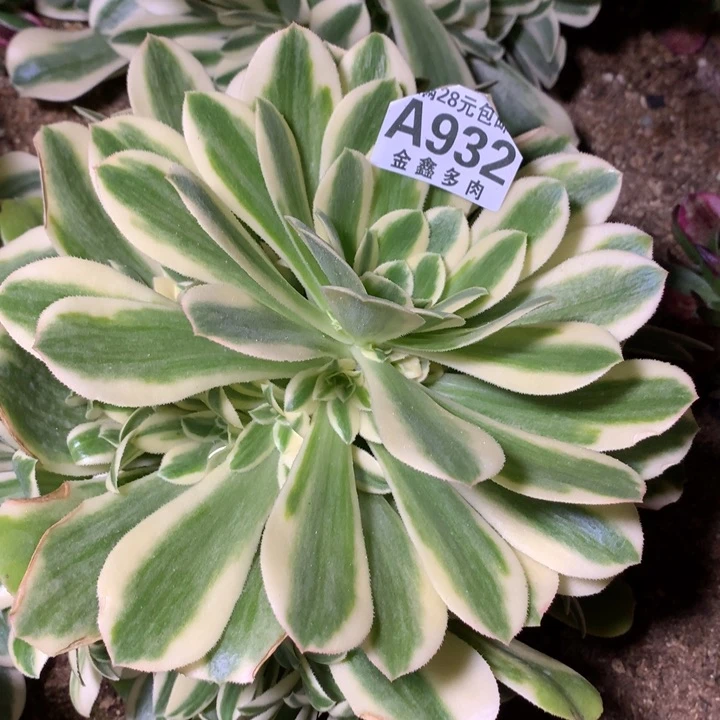 @**兰932多肉植物一物一拍