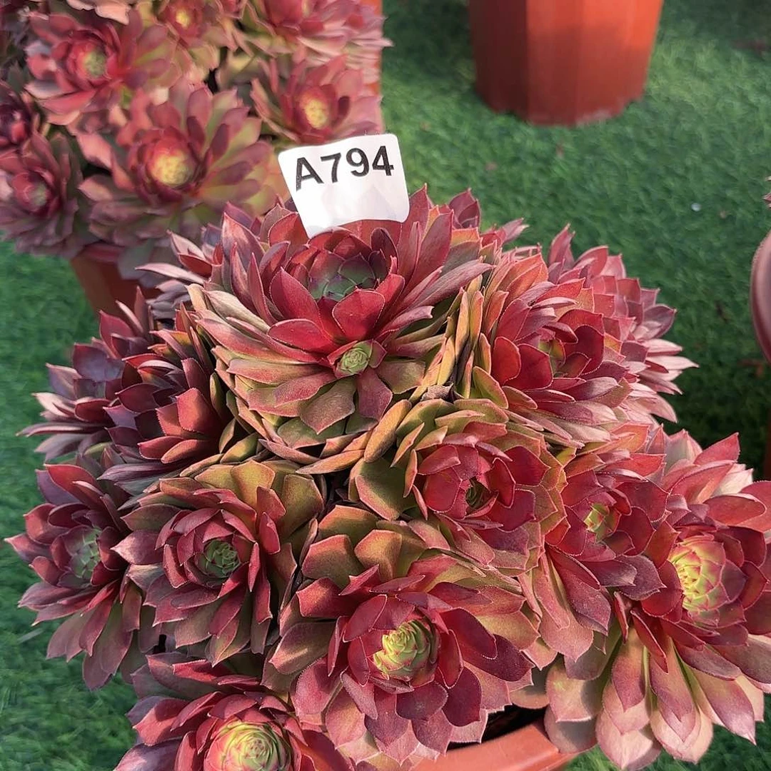 多肉植物桃花石794