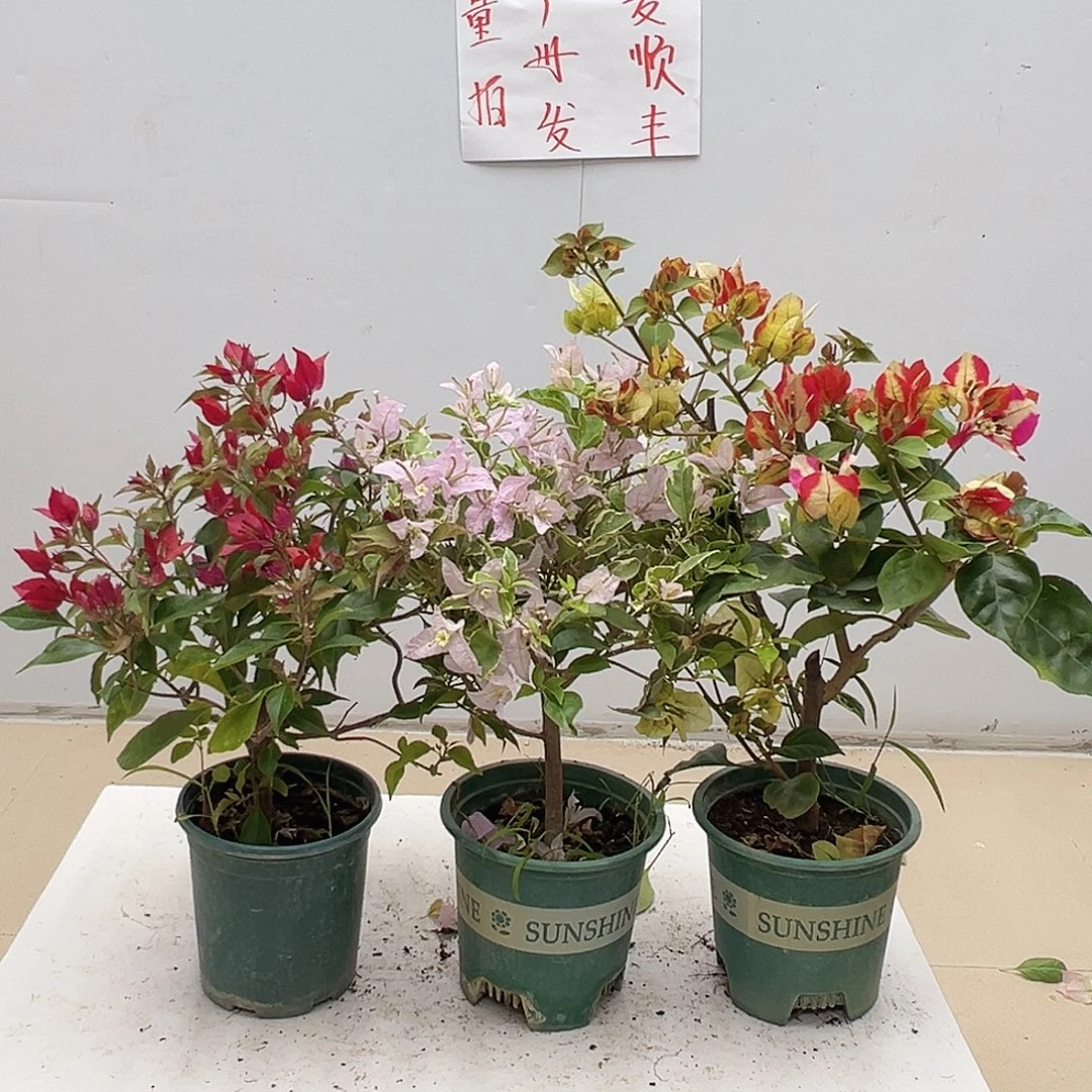 大部分花苞少量开放紫红桑巴，花叶苹果花，哪吒组合