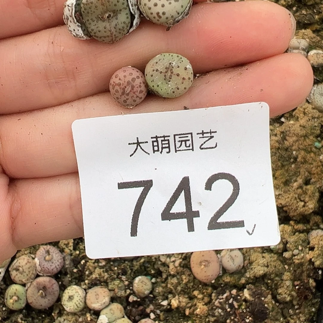 芝***）一物一拍      脱土发     742