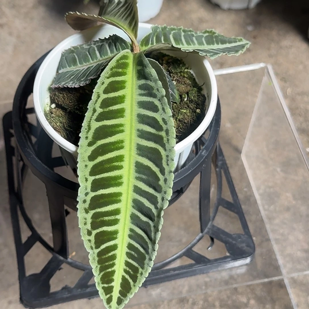 完全开放Q63三色紫金牛