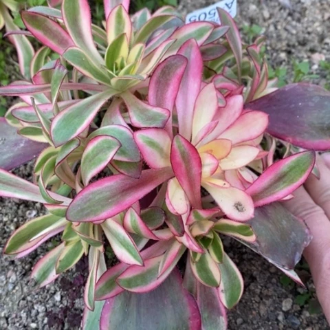 505红魔女满25包邮多肉