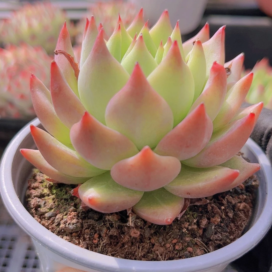 雪山珍妮988888888888888