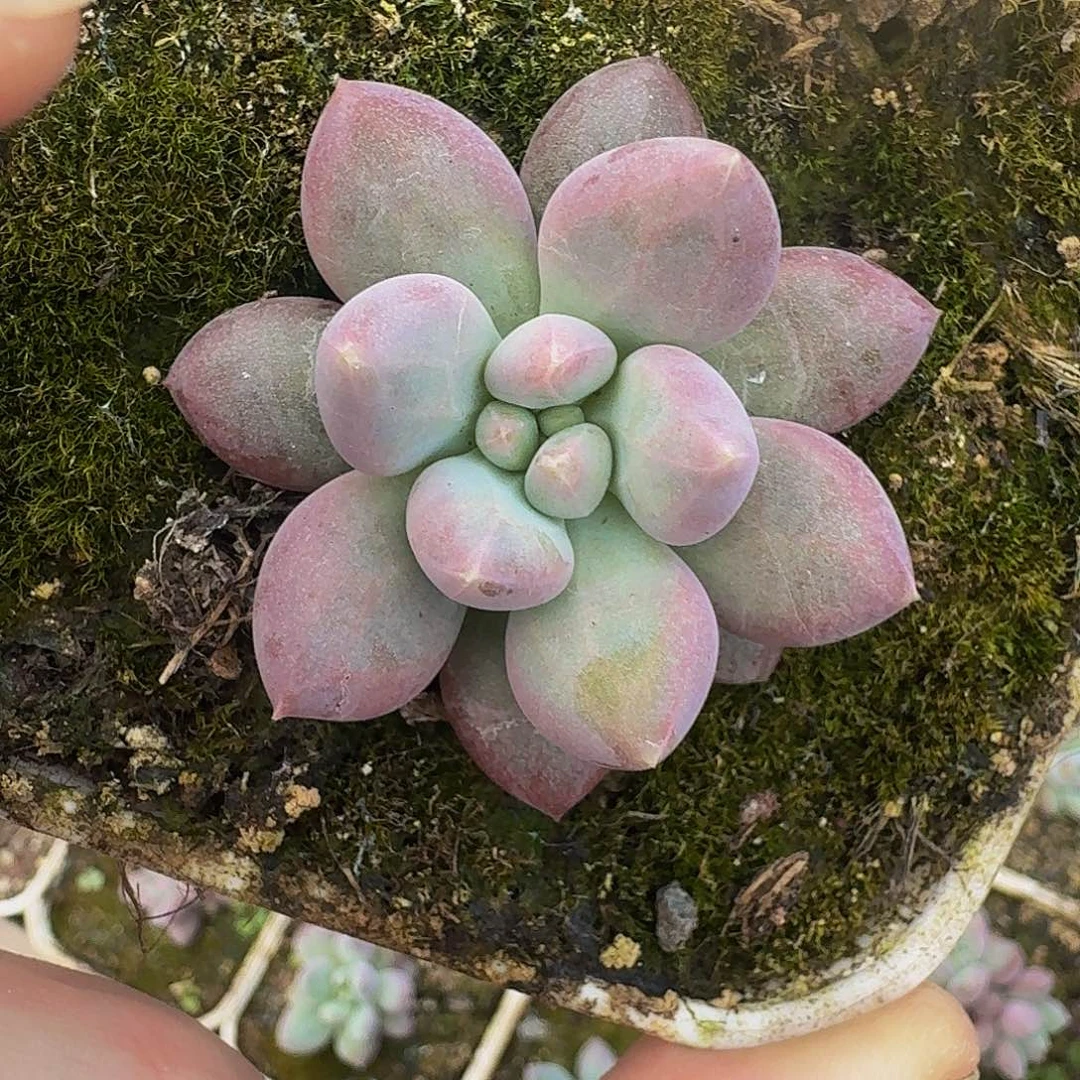 凯普盾 美人 一物一拍