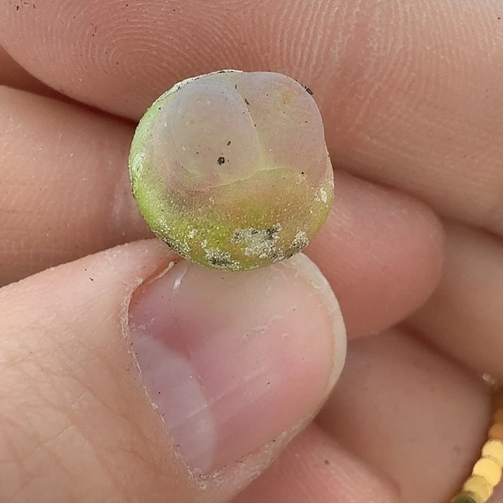 老马生石花拉登859