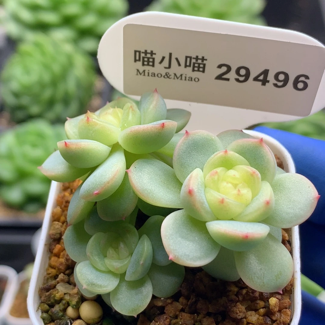 多肉植物杂交珍妮