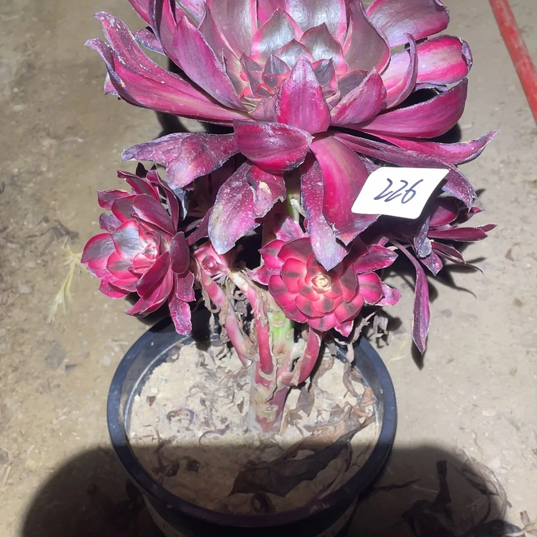 法师植物红魔女226