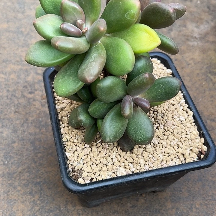 芒果奶群生多头多肉