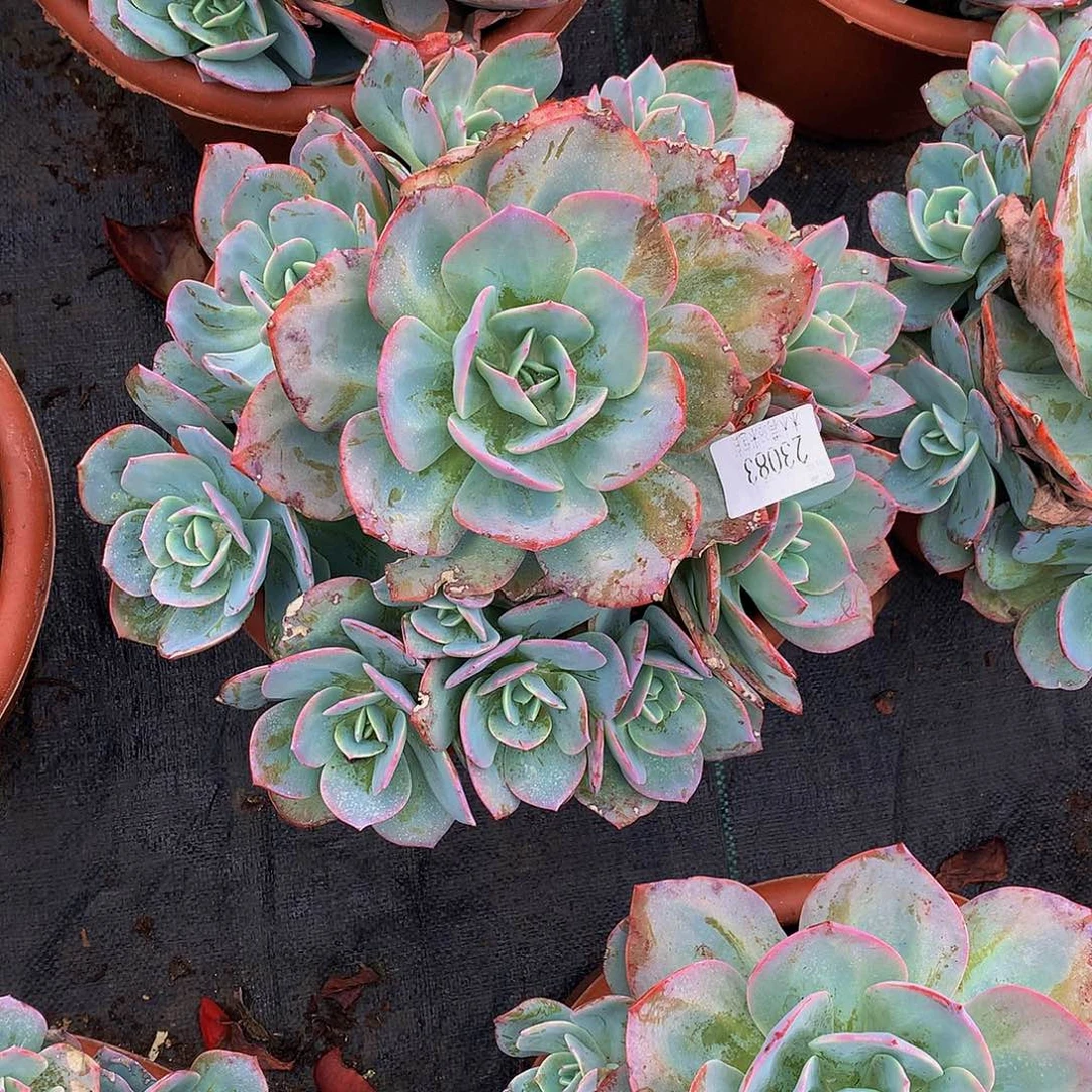 随***飞   血凤多肉23083