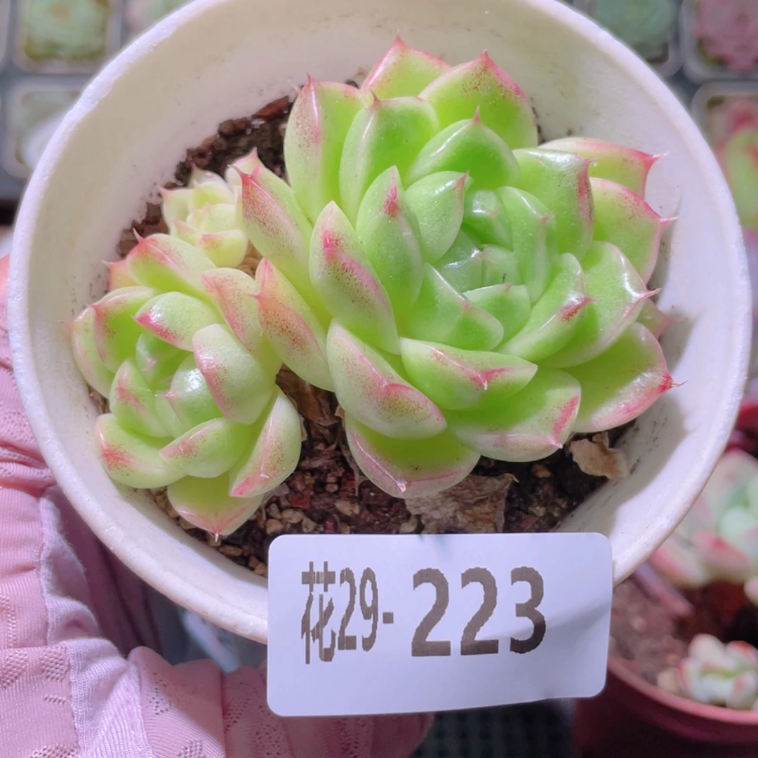 花利美29-223麦秆