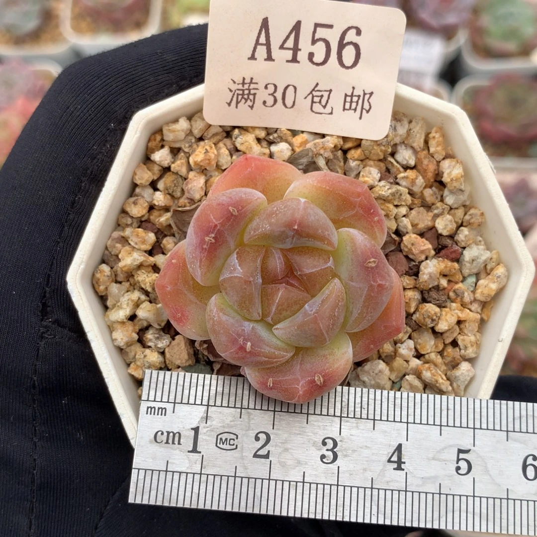 456冰糕福利单头冠服3.5