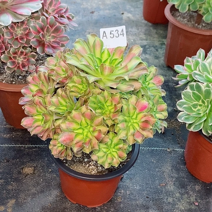 .***平韶华534多肉11111