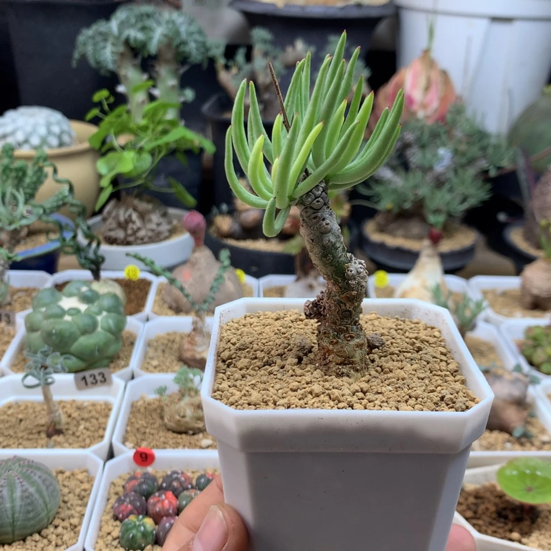 白象奇峰锦多肉带盆