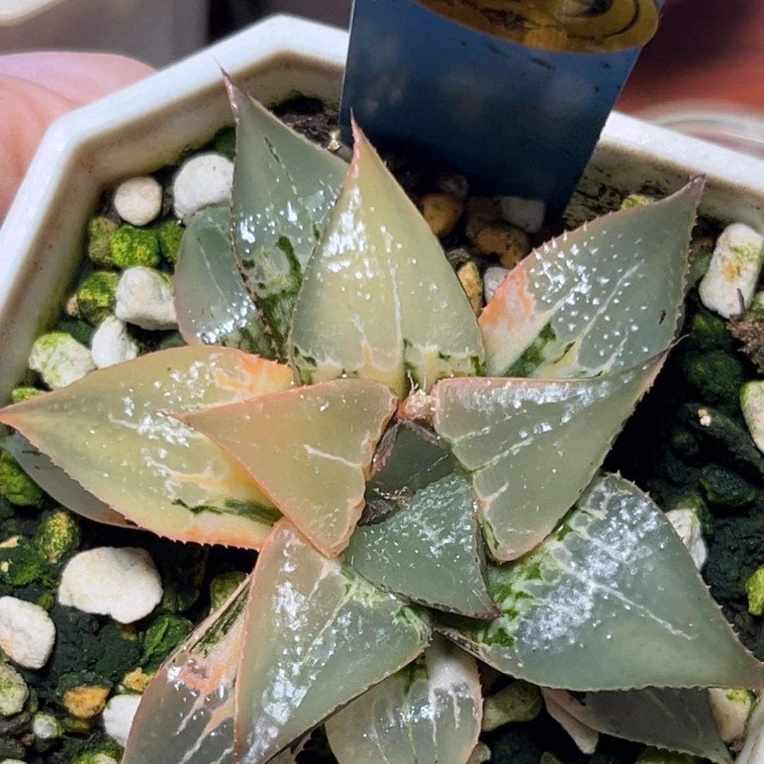 恭喜发财大吉大利879酒吞