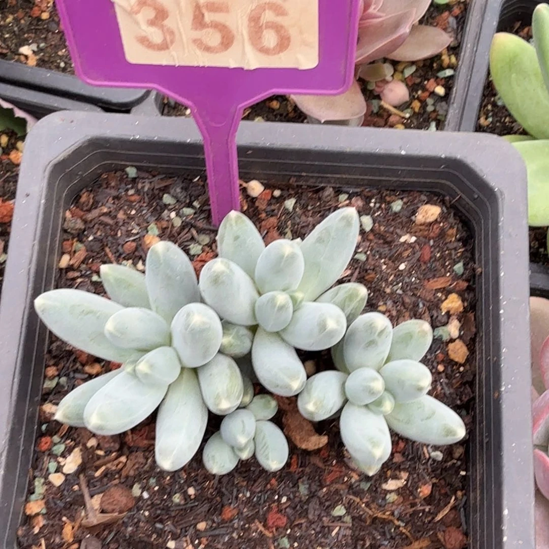 松果美人多肉植物356
