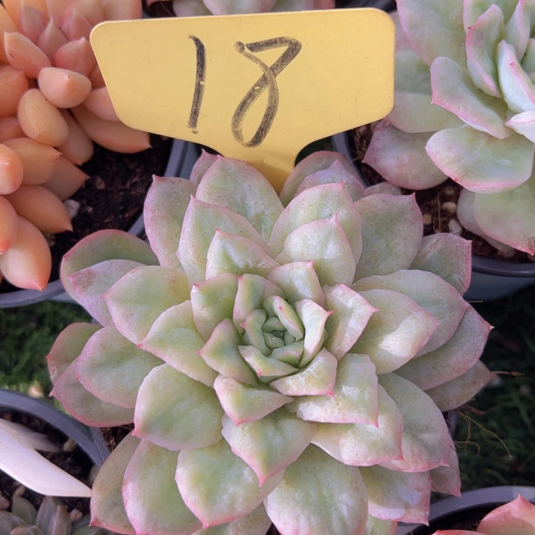 香玉等多种名贵的产品和服务