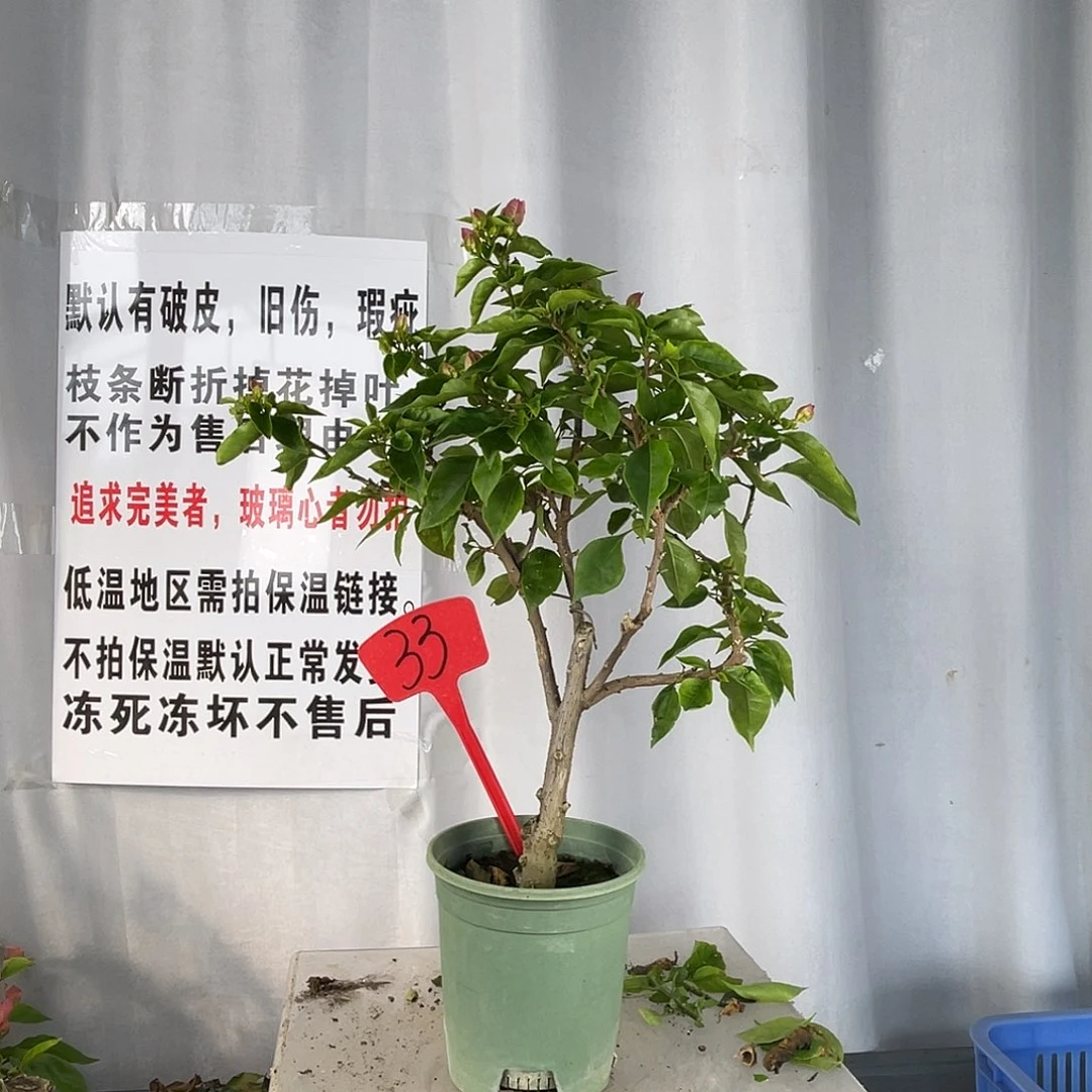 大部分花苞少量开放33比巴粉桩