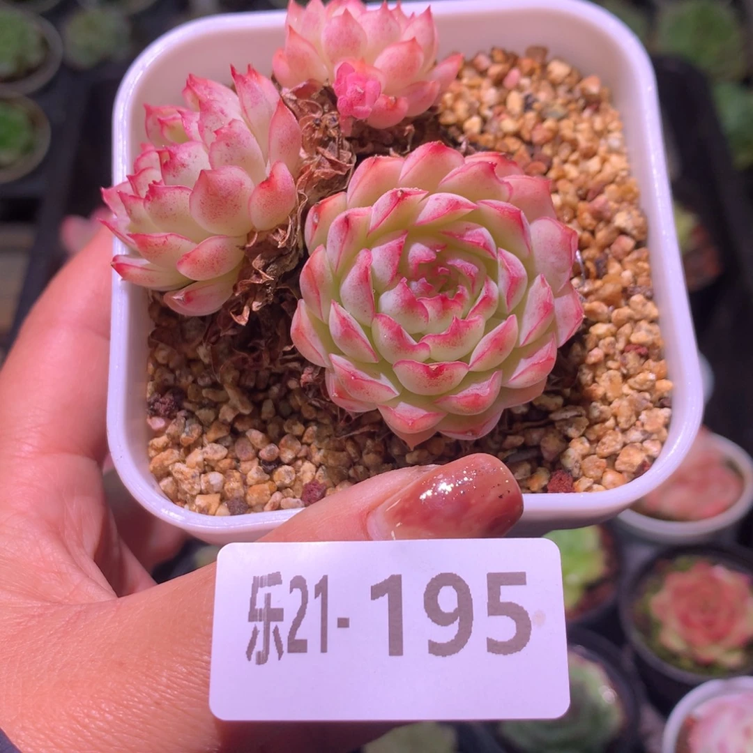 乐然21-195 牛奶草莓