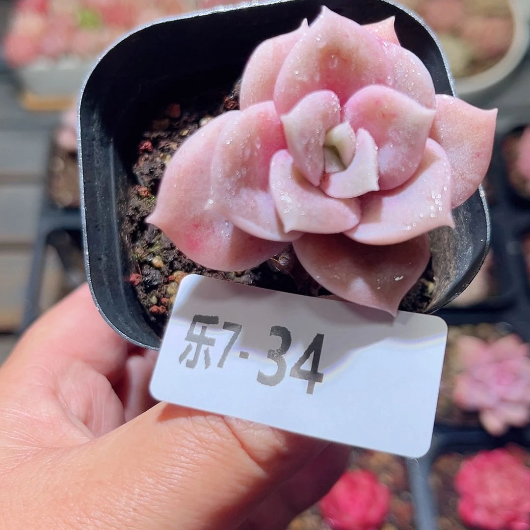 乐7-34 可爱玫瑰