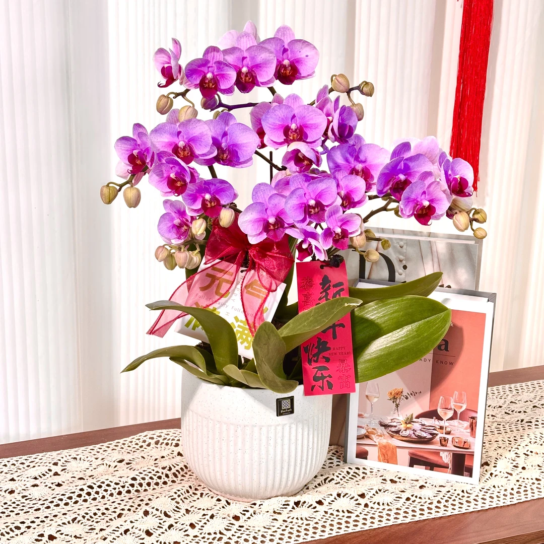妗画【宝贝】蝴蝶兰鲜花精致组盆 开花株 室内绿植