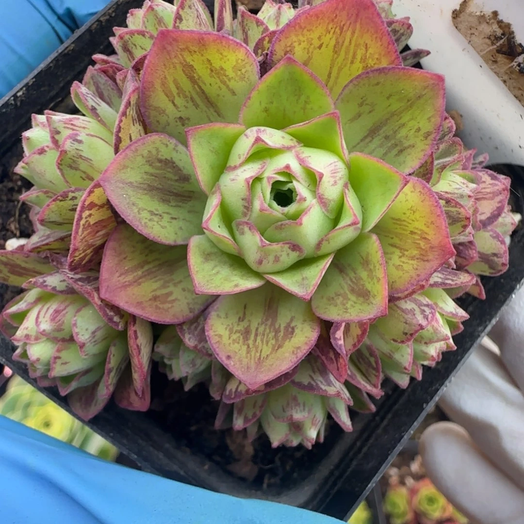 L741半城玫瑰橘子彤黄帕不含盆土