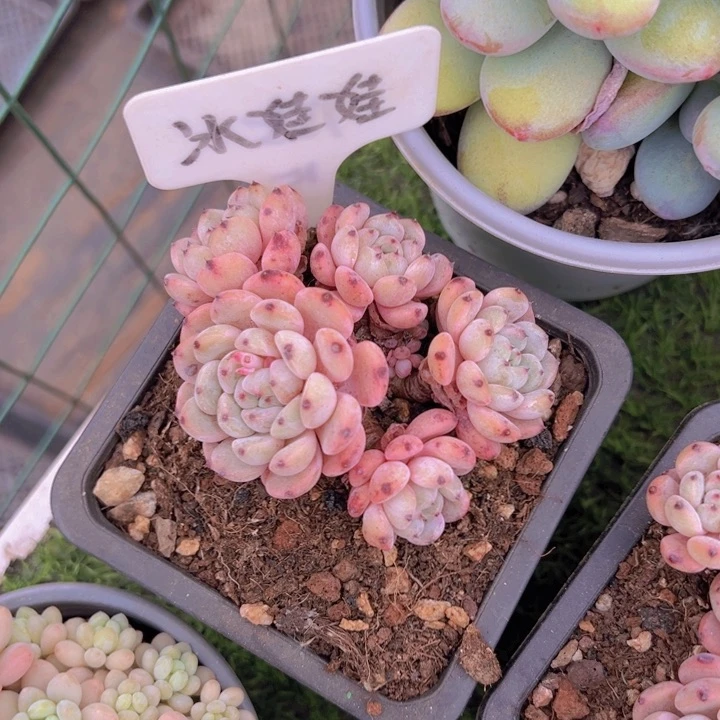 健健康康平平安安