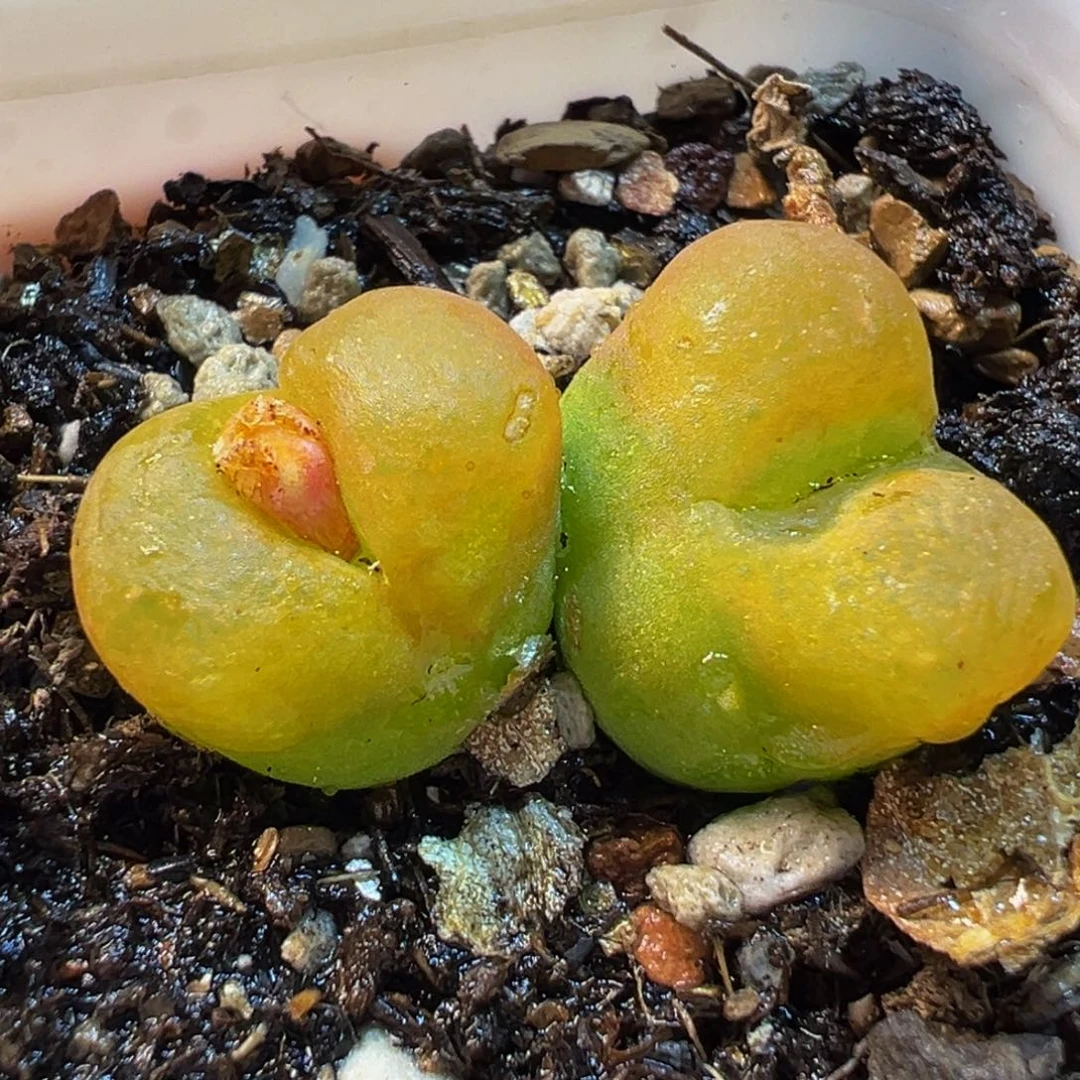 863多肉植物种类多样