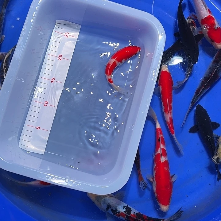 海水锦鲤的故事在这里