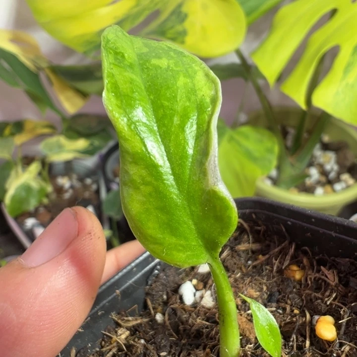 H****完全开放龟背竹种苗