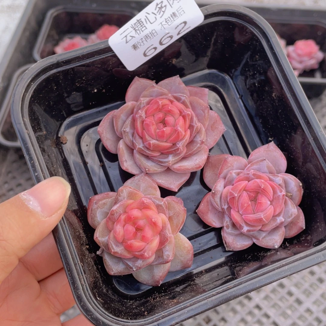 半***?云糖心多肉植物662