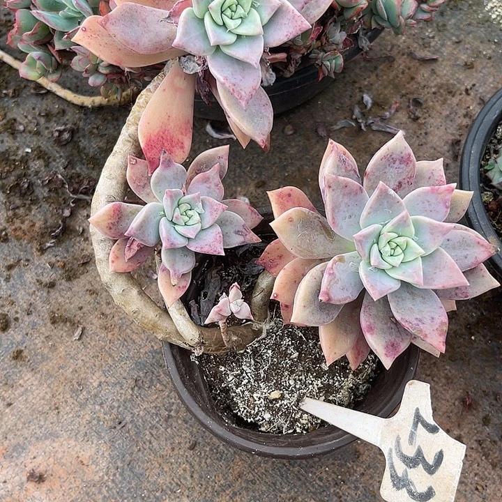 两单包邮，一物一拍233