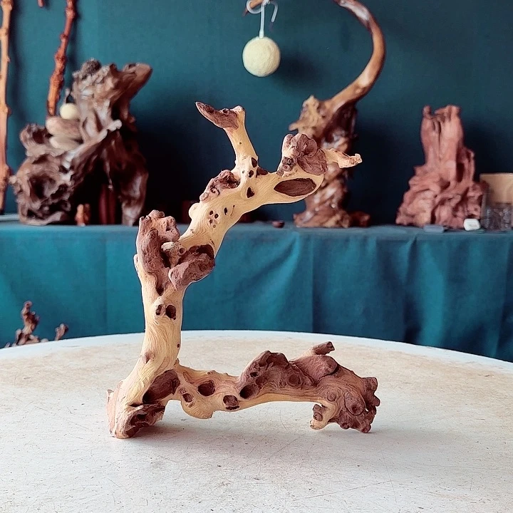 黑果木醒****t738金丝红木羊蹄甲bcp