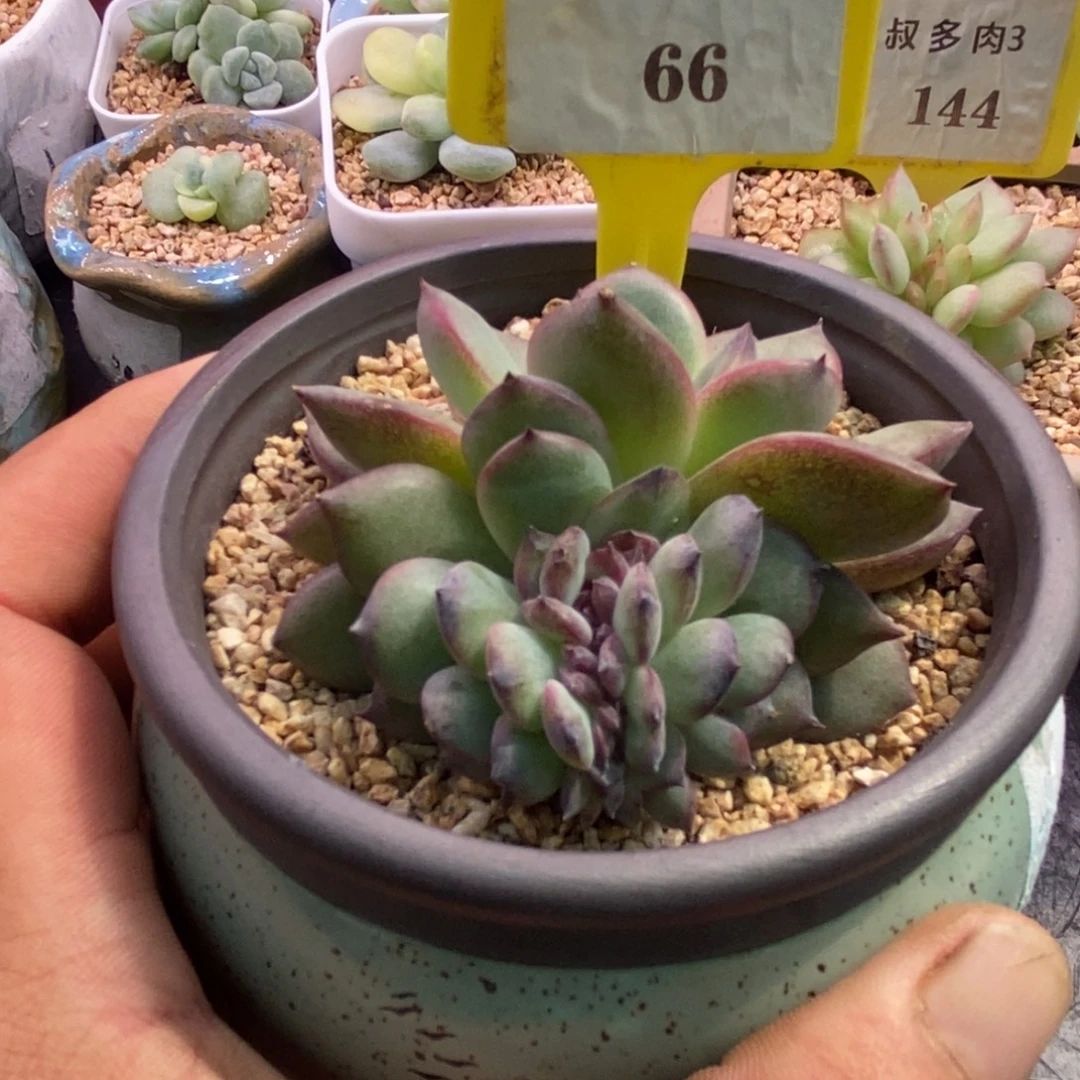 666黑橙子缀化，精控