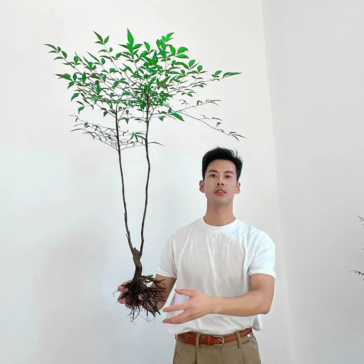 【带老桩根】南天竹水培盆栽绿植火焰红室内带根树苗客厅办公室盆景