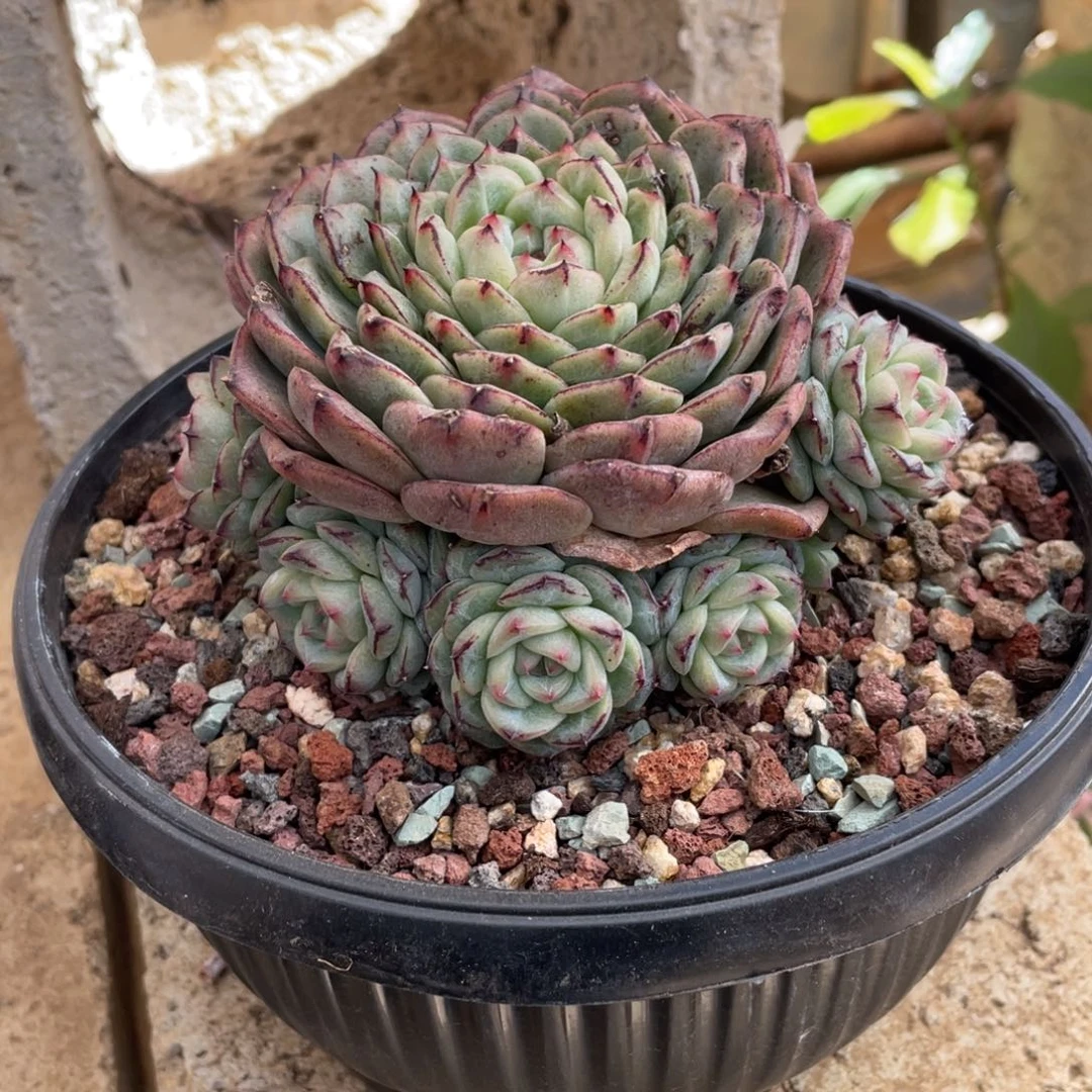 女巫冠幅11 公分一物一拍