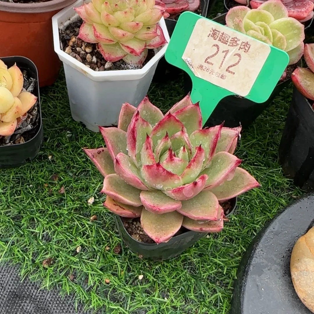 多肉植物111111111