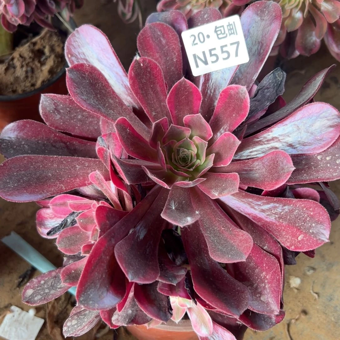 557美杜莎20元包邮