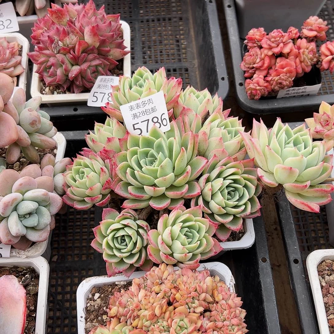 9号麻**啵我们的确是一个很5786