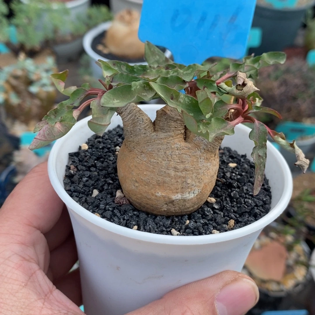 花叶莫拉提大戟一个