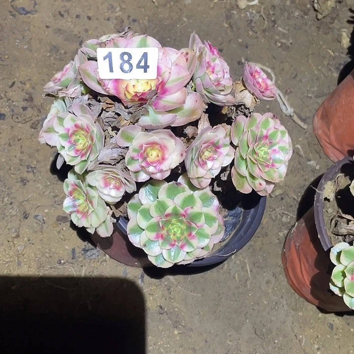 多肉植物断枝不包184倾城