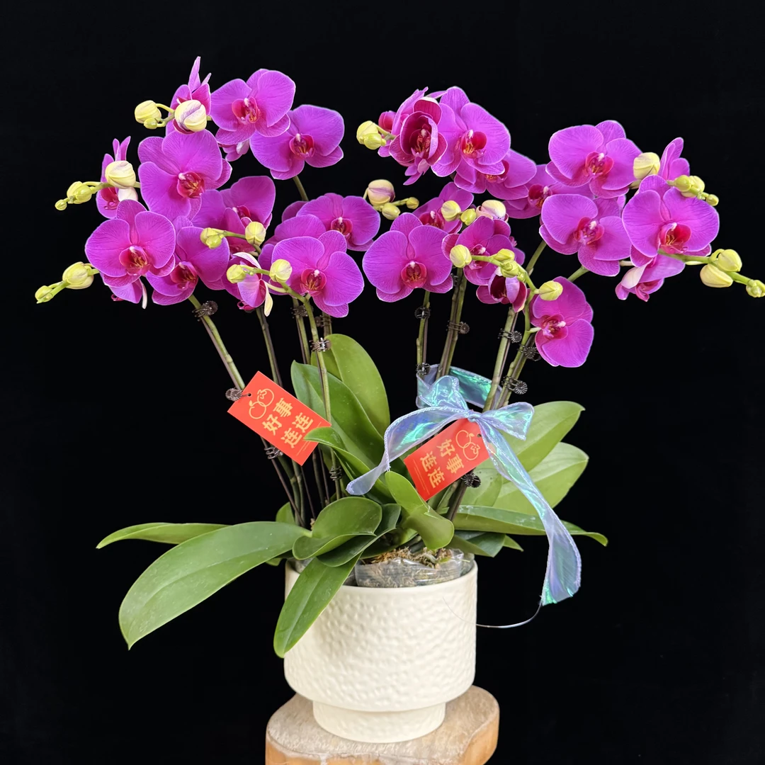 【恭喜发财】紫红色大花型蝴蝶兰盆栽 耐开耐养 室内花卉