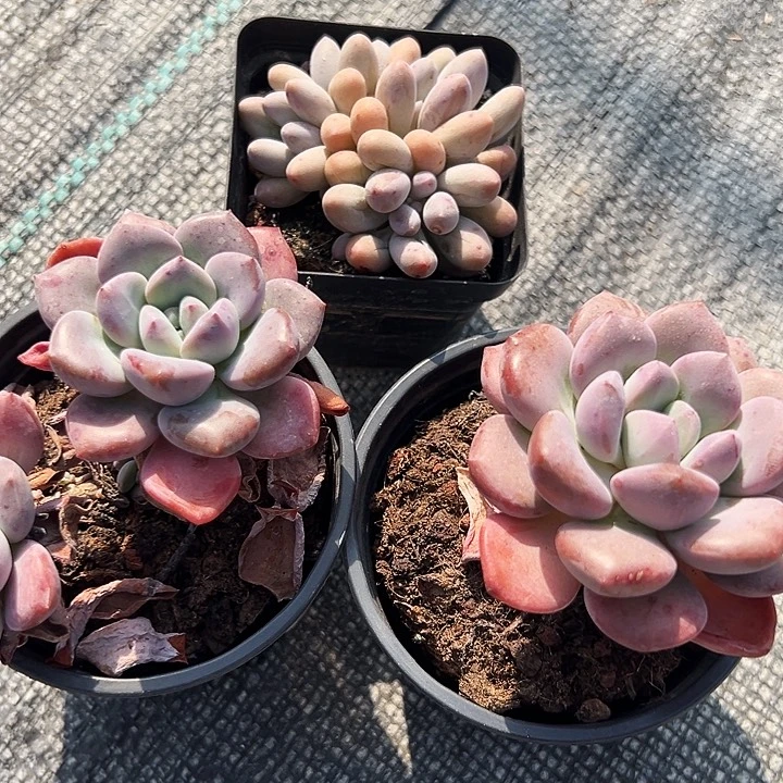 双头白露，单头白露，汤圆锦叶插群