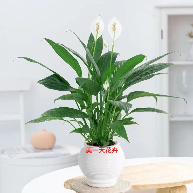 白掌基地直发鲜活带花苞水培植物室内净化空气好养开花免浇水包邮