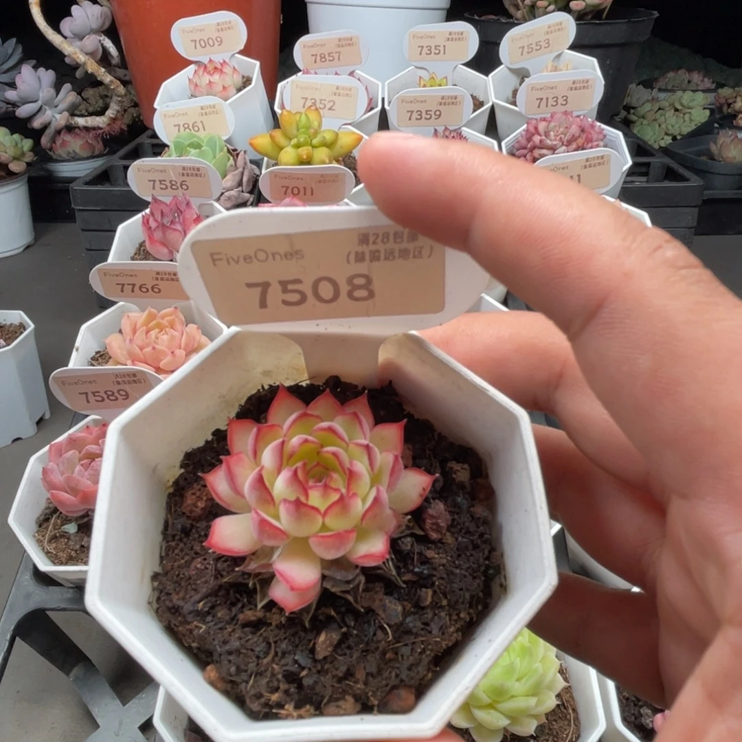 7508梦幻玫瑰3.5厘米