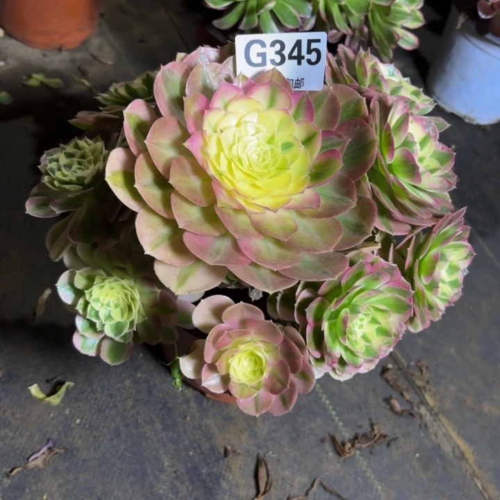 瑞妈，。。。。。。。345。绿体