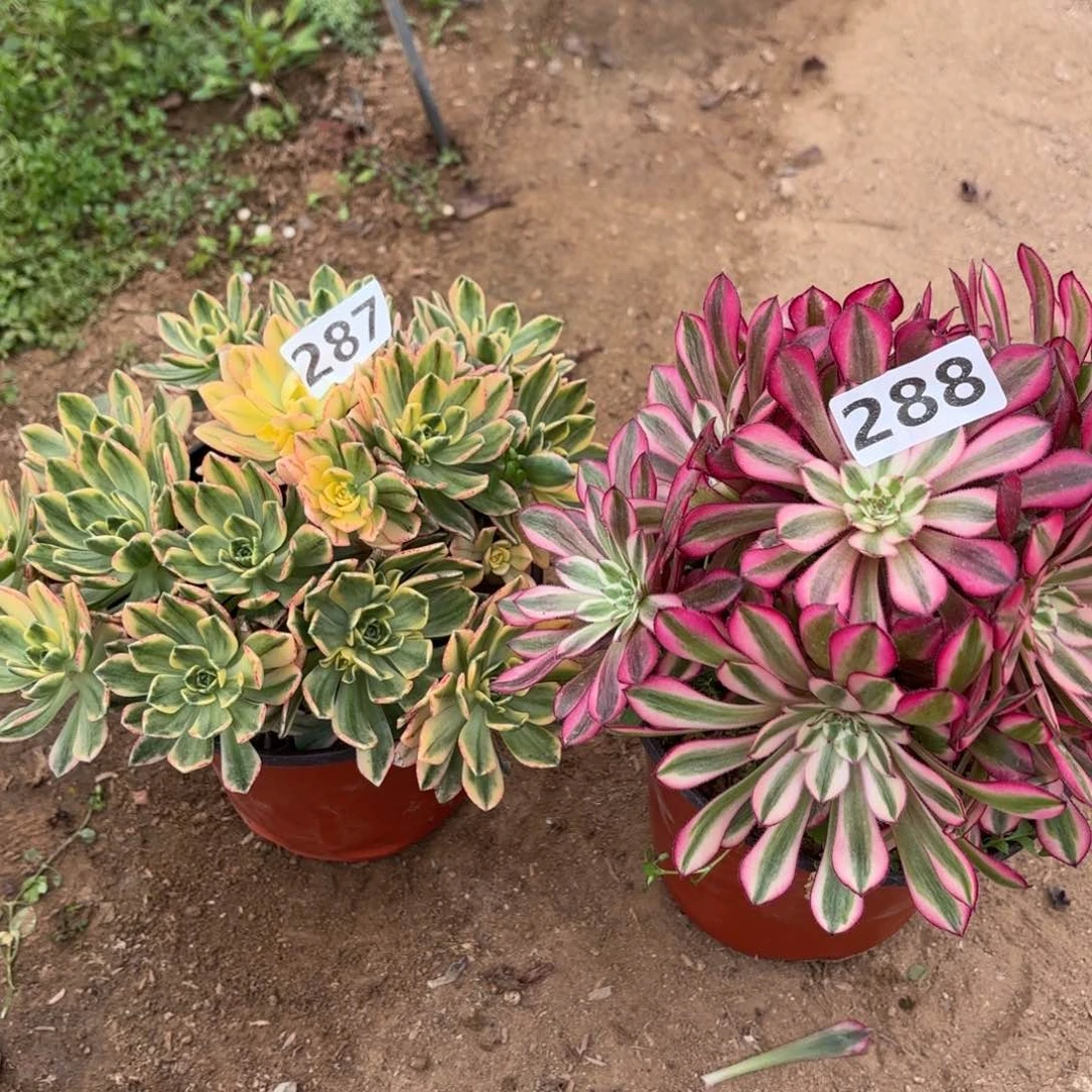 287.288两颗多肉不包损