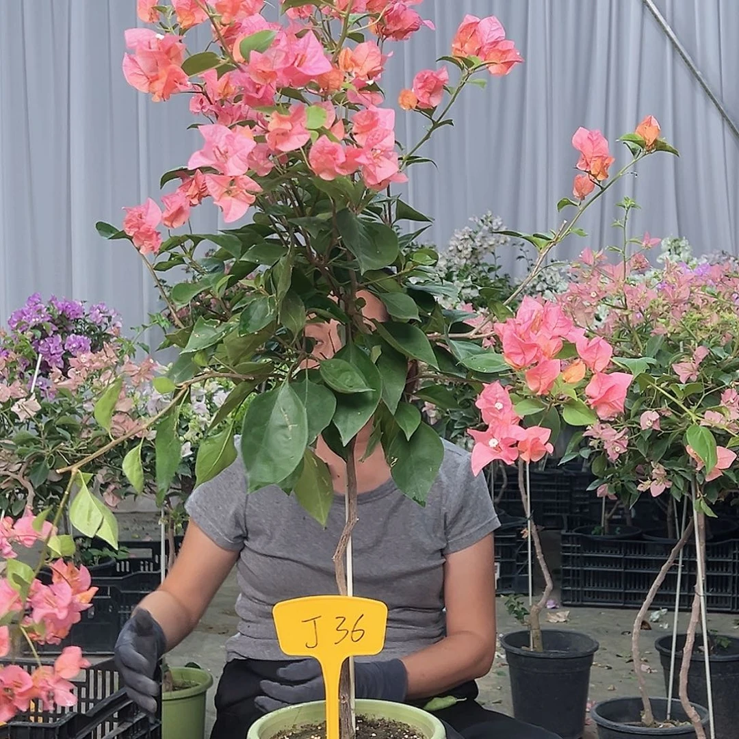 大***鲤当前无花栽培后可以开花J36波妹